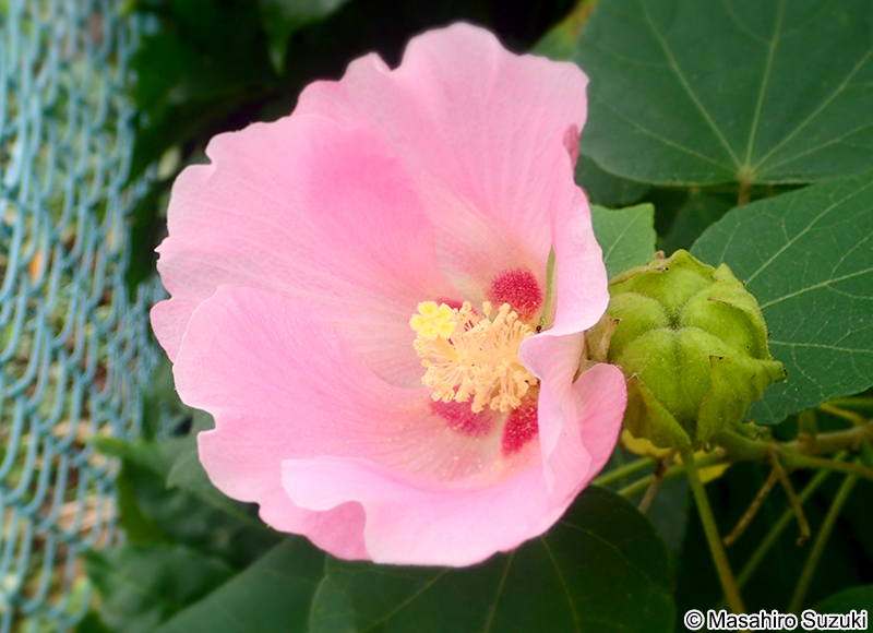 フヨウ Hibisucus mutabilis