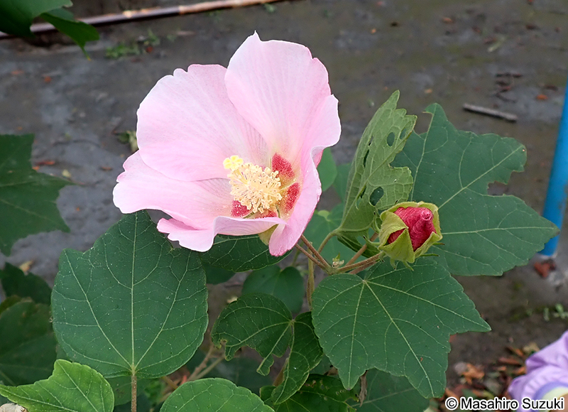 フヨウ Hibisucus mutabilis