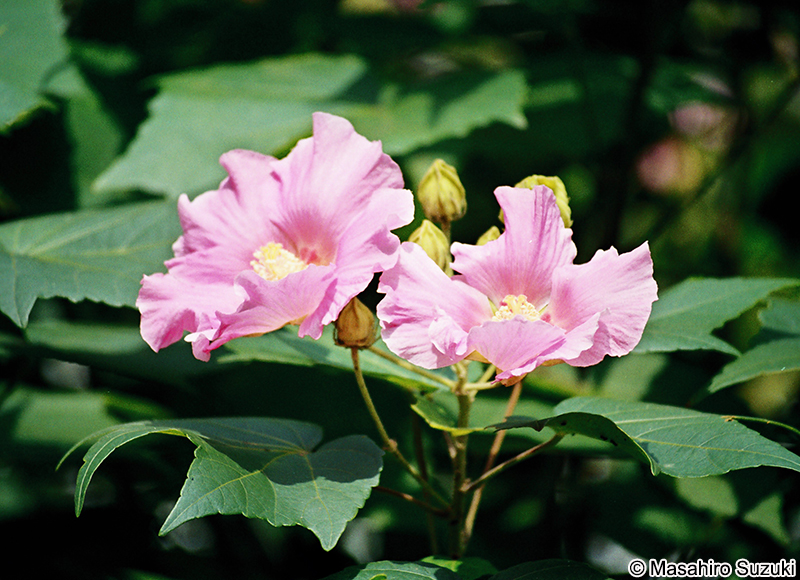 フヨウ Hibisucus mutabilis