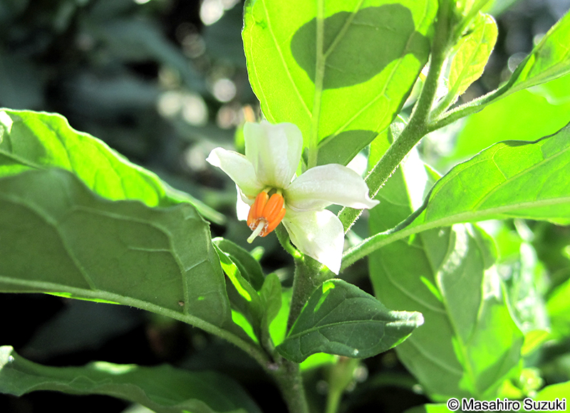 タマサンゴ（フユサンゴ） Solanum pseudocapsicum