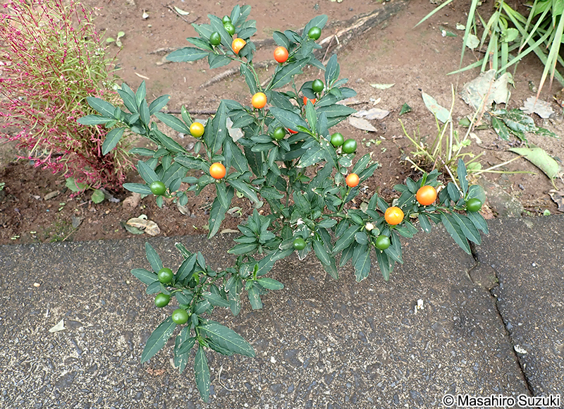 タマサンゴ（フユサンゴ） Solanum pseudocapsicum