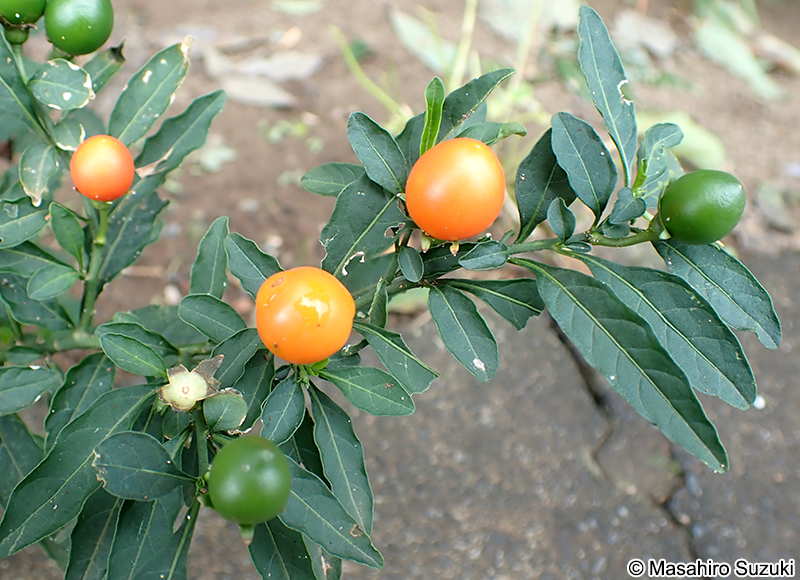タマサンゴ（フユサンゴ） Solanum pseudocapsicum