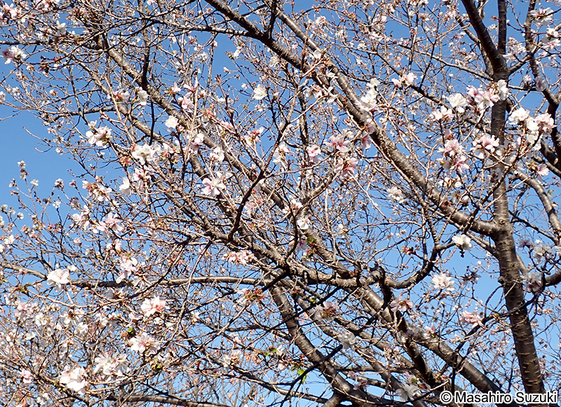 フユザクラ（冬桜） Cerasus x parvifolia 'Parvifolia'