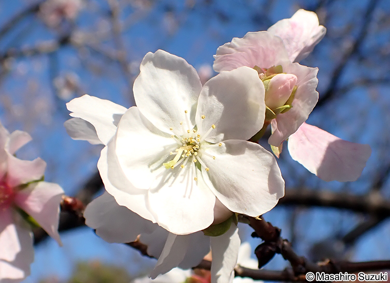 フユザクラ（冬桜） Cerasus x parvifolia 'Parvifolia'