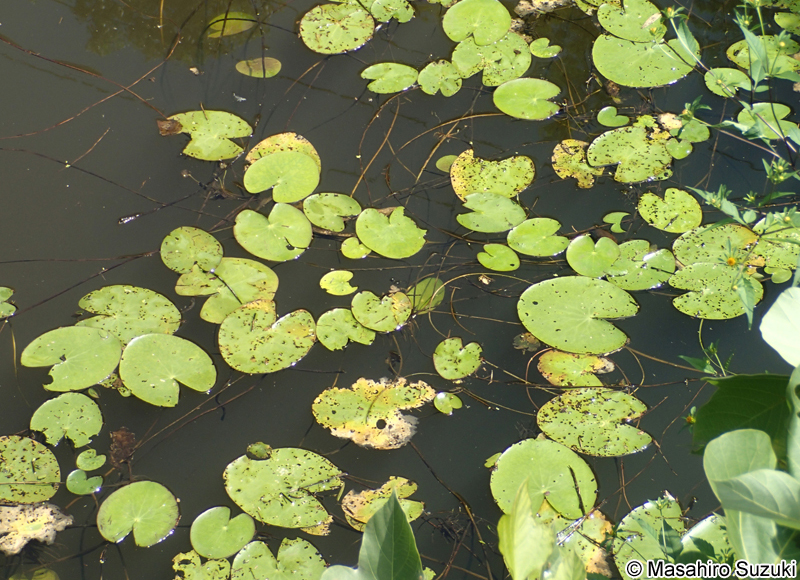 ガガブタ Nymphoides indica