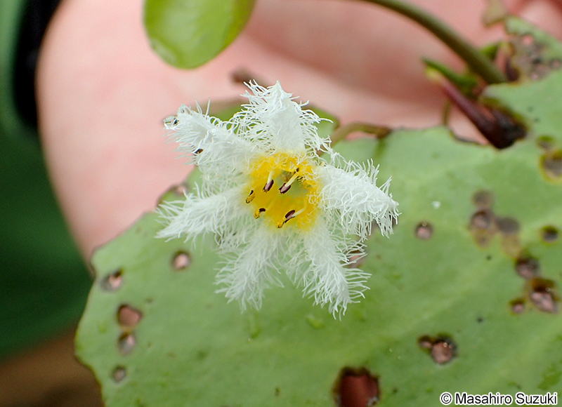 ガガブタ Nymphoides indica