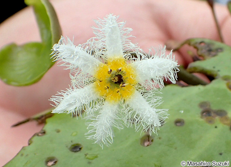 ガガブタ Nymphoides indica