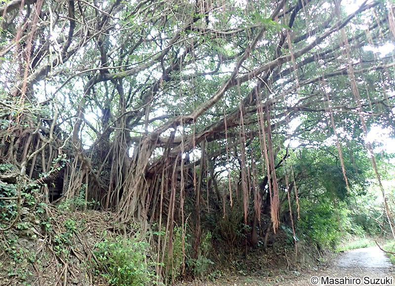 ガジュマル Ficus microcarpa