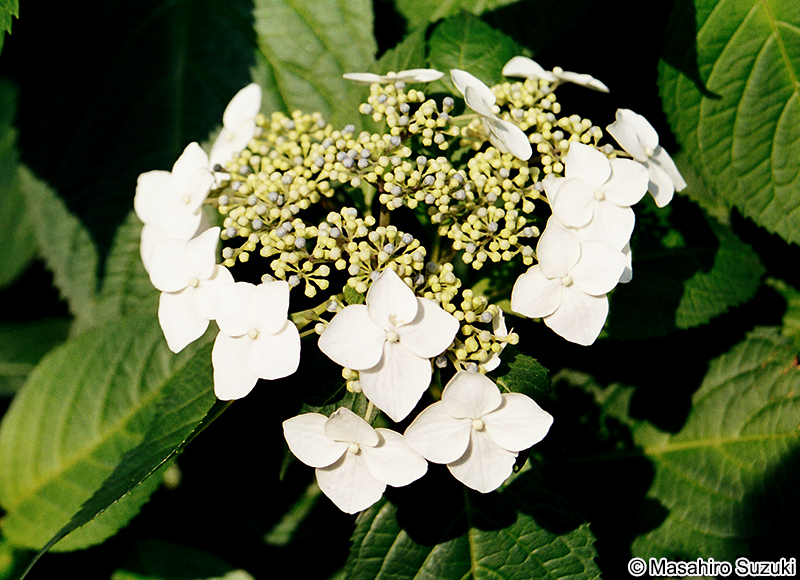 ガクアジサイ Hydrangea macrophylla f. normalis