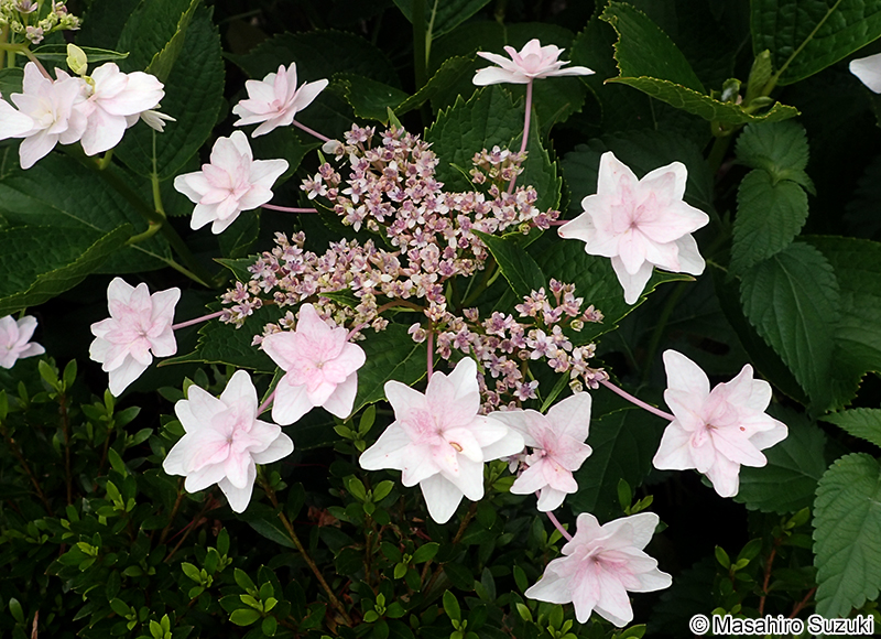 スミダノハナビ Hydrangea macrophylla f. normalis 'Sumidanohanabi'