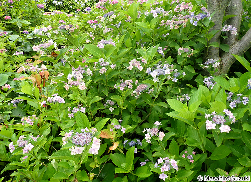 城ケ崎 Hydrangea macrophylla f. normalis 'Jogasaki'