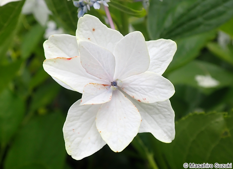 スミダノハナビ Hydrangea macrophylla f. normalis 'Sumidanohanabi'