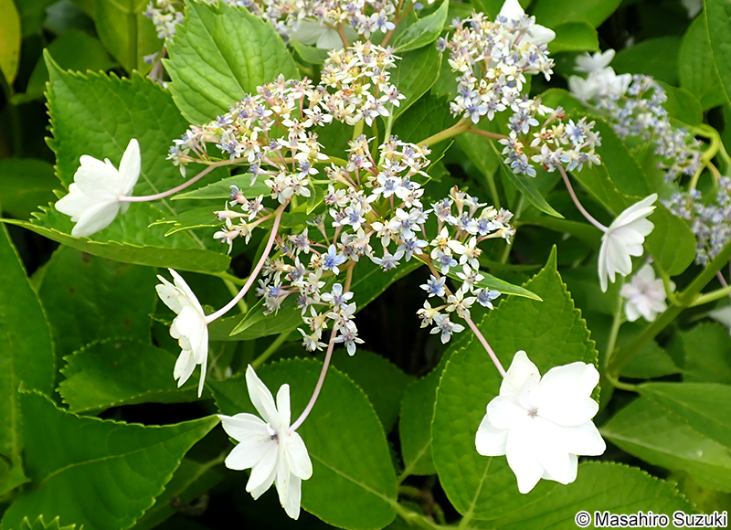 スミダノハナビ Hydrangea macrophylla f. normalis 'Sumidanohanabi'