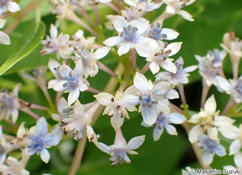 スミダノハナビ Hydrangea macrophylla f. normalis 'Sumidanohanabi'