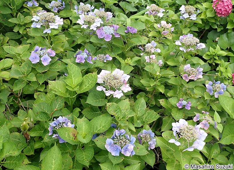 スカイブルー Hydrangea macrophylla f. normalis 'Sky blue'