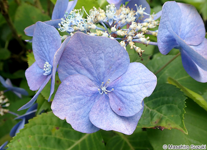 スカイブルー Hydrangea macrophylla f. normalis 'Sky blue'