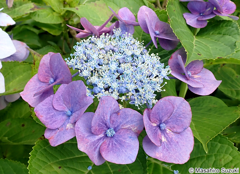 スカイブルー Hydrangea macrophylla f. normalis 'Sky blue'