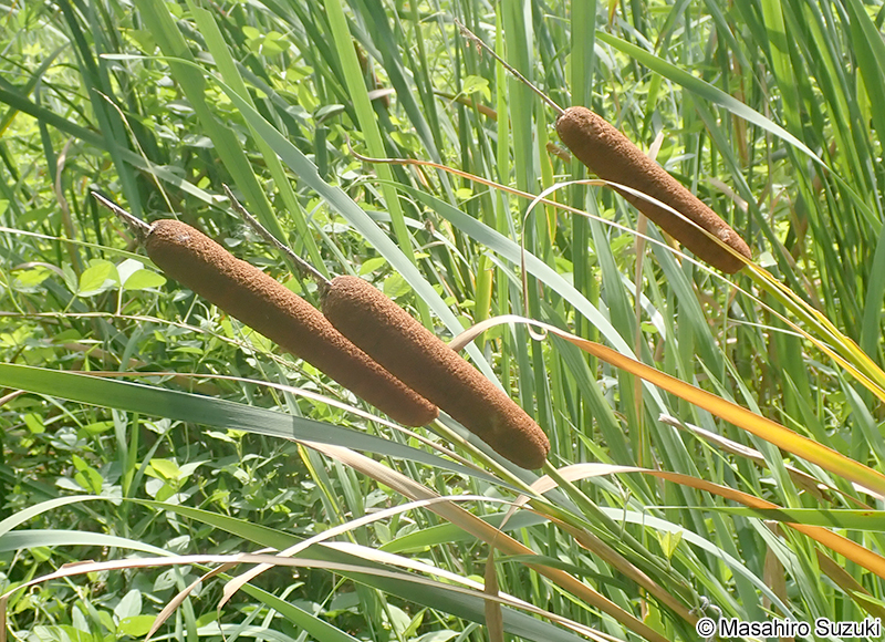 ガマ Typha latifolia