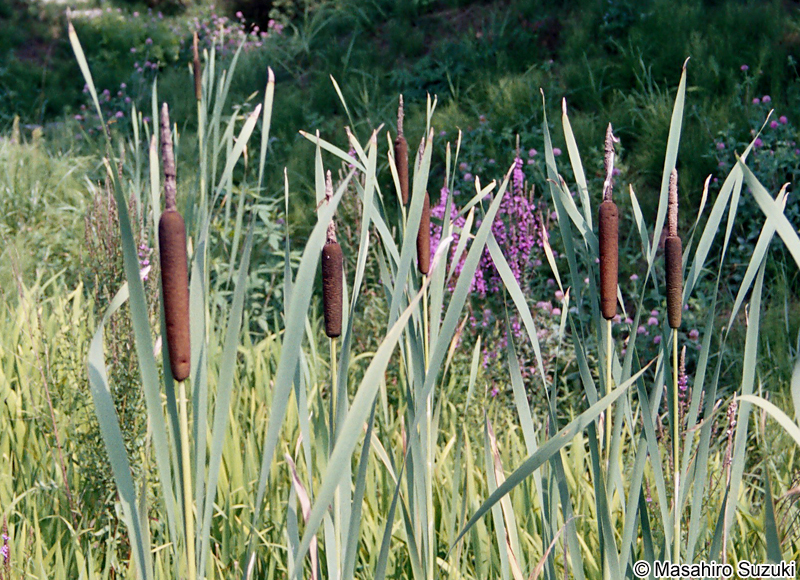 ガマ Typha latifolia
