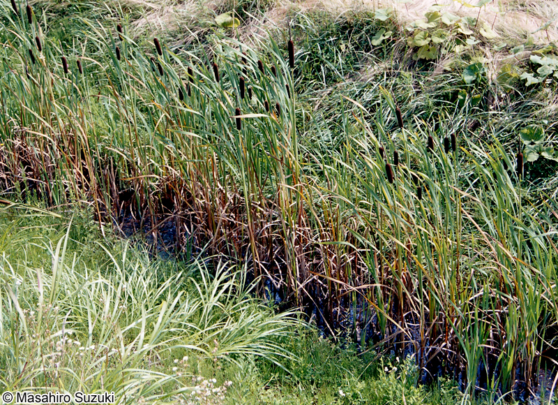 ガマ Typha latifolia