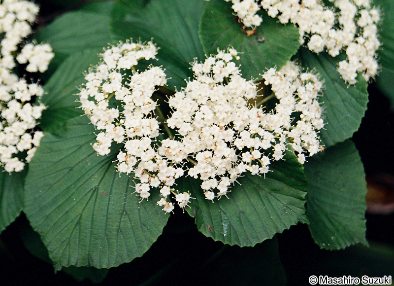 ガマズミ Viburnum dilatatum