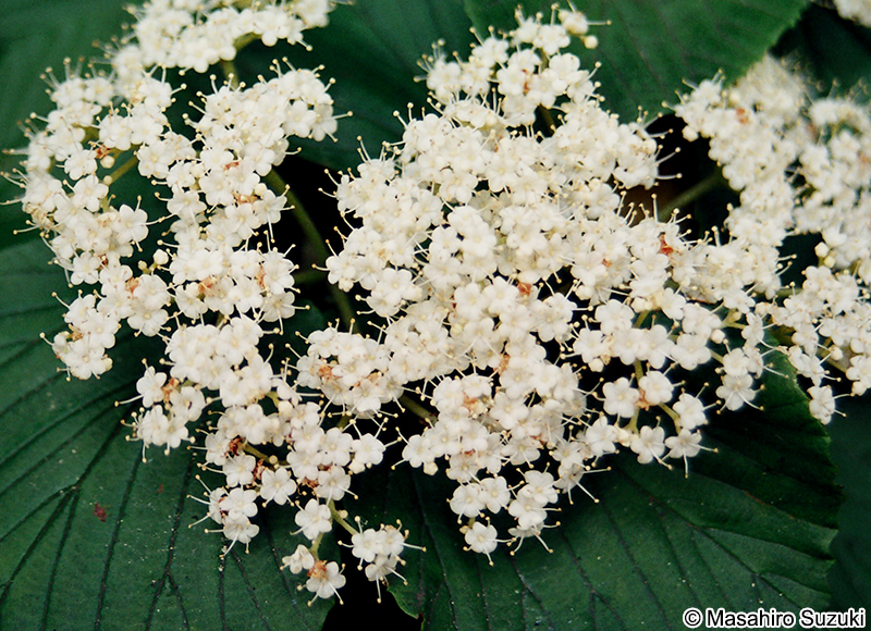 ガマズミ Viburnum dilatatum