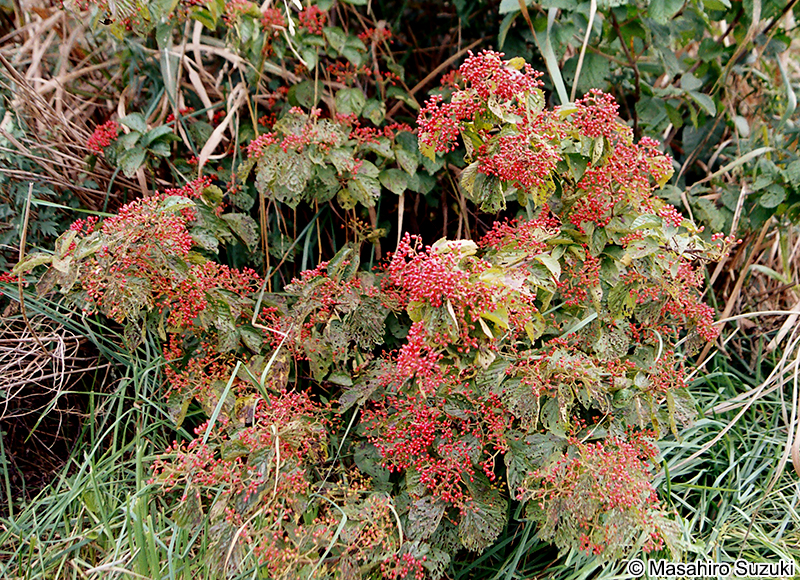 ガマズミ Viburnum dilatatum