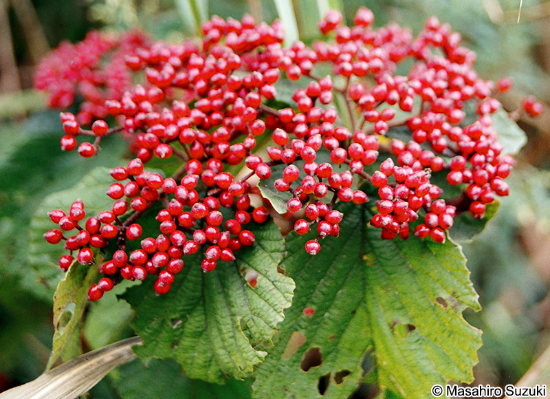 ガマズミの果実