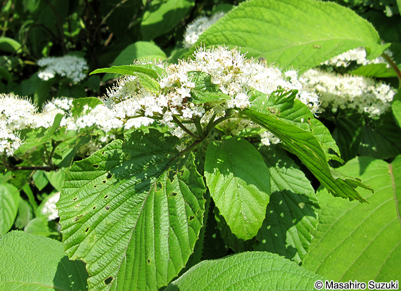 ガマズミ Viburnum dilatatum