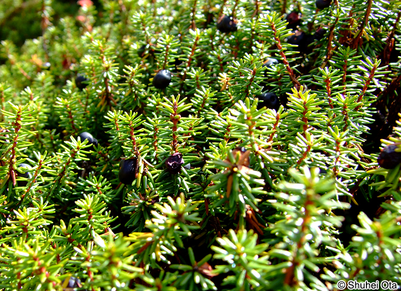 ガンコウラン Empetrum nigrum Linnaeus var. japonicum