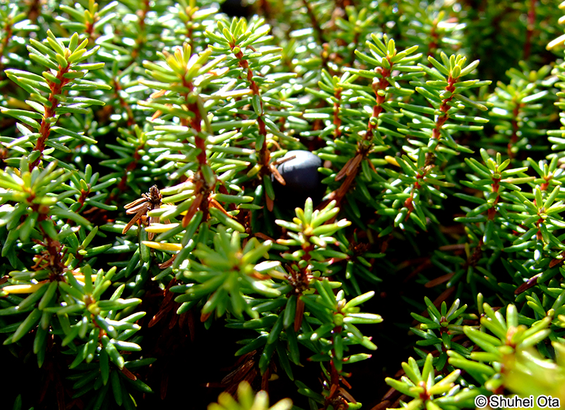 ガンコウラン Empetrum nigrum Linnaeus var. japonicum