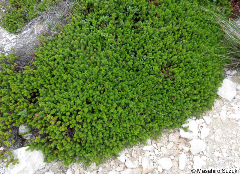 ガンコウラン Empetrum nigrum Linnaeus var. japonicum