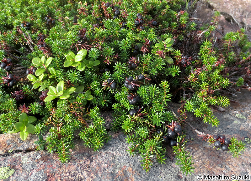 ガンコウラン Empetrum nigrum Linnaeus var. japonicum