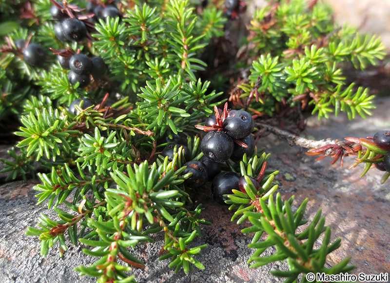 ガンコウランの果実