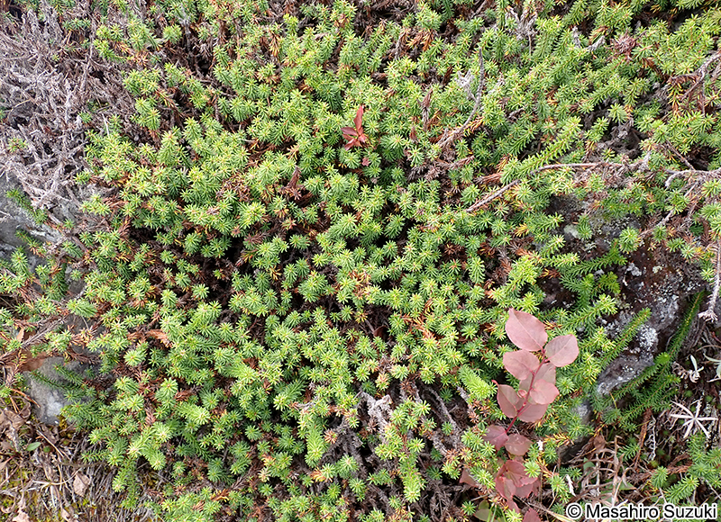 ガンコウラン Empetrum nigrum Linnaeus var. japonicum