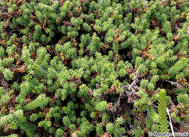 ガンコウラン Empetrum nigrum Linnaeus var. japonicum