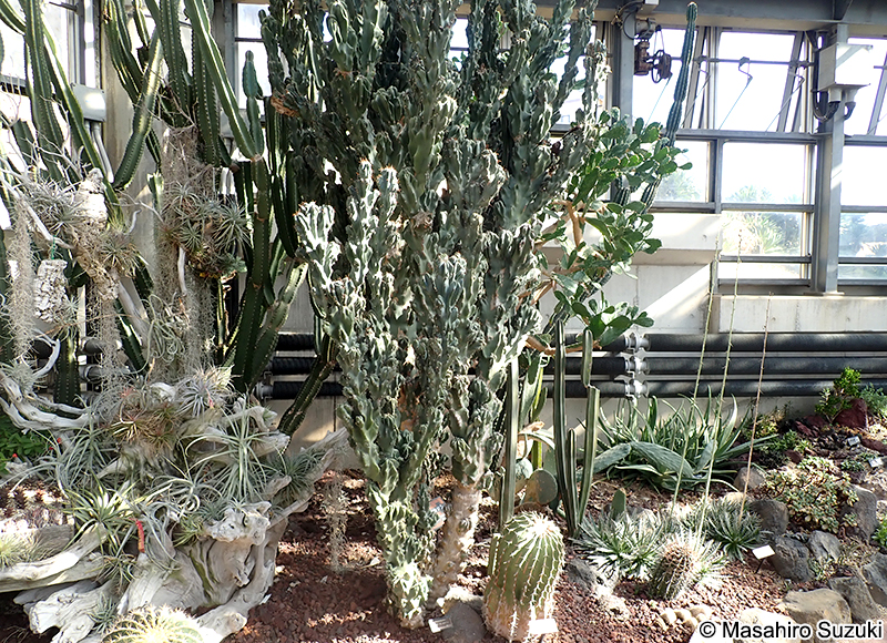 ガンセキジシ（岩石獅子） Cereus peruvianus 'Monstrosus'