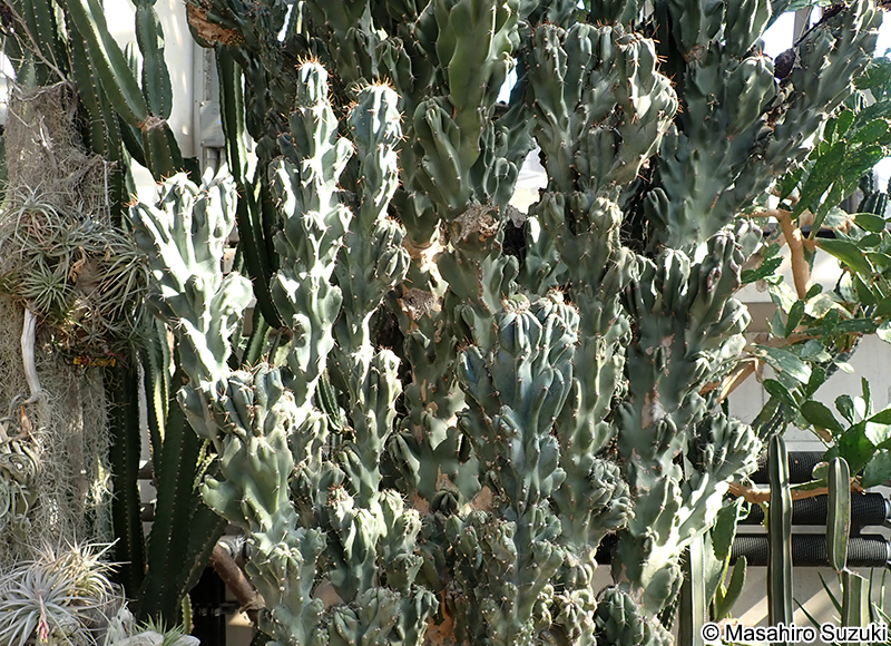 ガンセキジシ（岩石獅子） Cereus peruvianus 'Monstrosus'