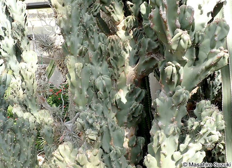 ガンセキジシ（岩石獅子） Cereus peruvianus 'Monstrosus'