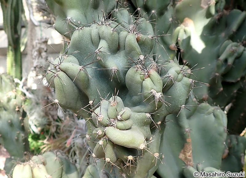 ガンセキジシ（岩石獅子） Cereus peruvianus 'Monstrosus'