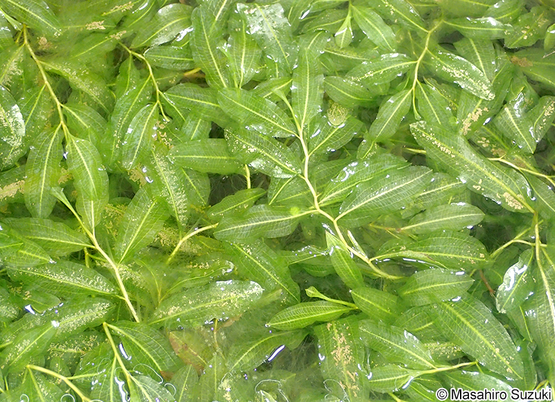 ガシャモク Potamogeton lucens var. teganumensis