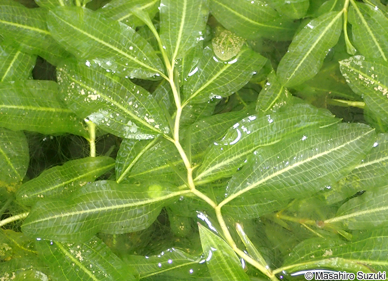 ガシャモク Potamogeton lucens var. teganumensis