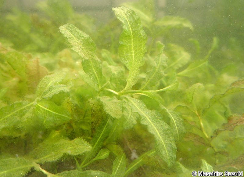 ガシャモク Potamogeton lucens var. teganumensis