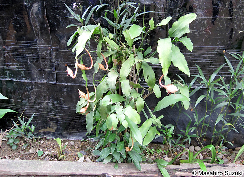 ゲッカビジン Epiphyllum oxypetalum