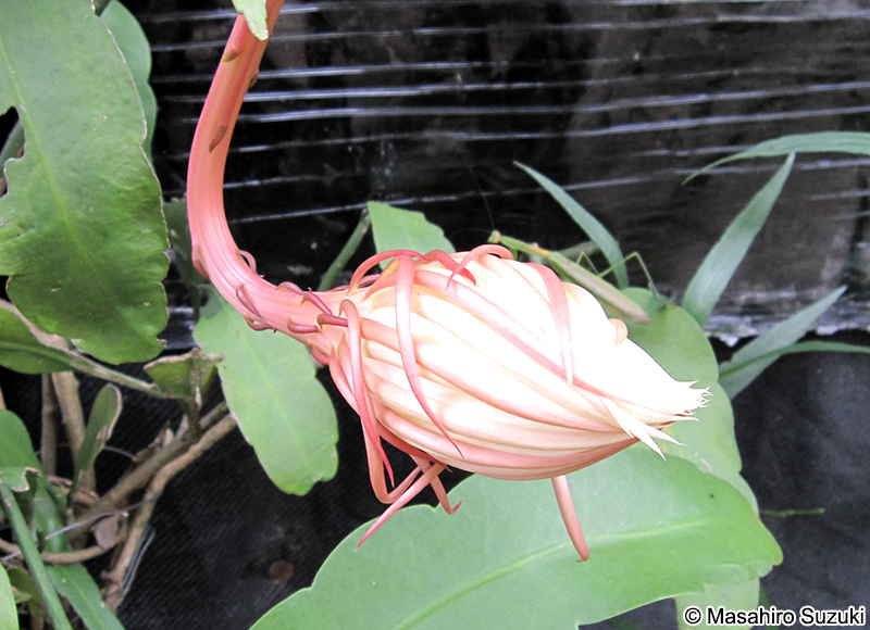 ゲッカビジン Epiphyllum oxypetalum