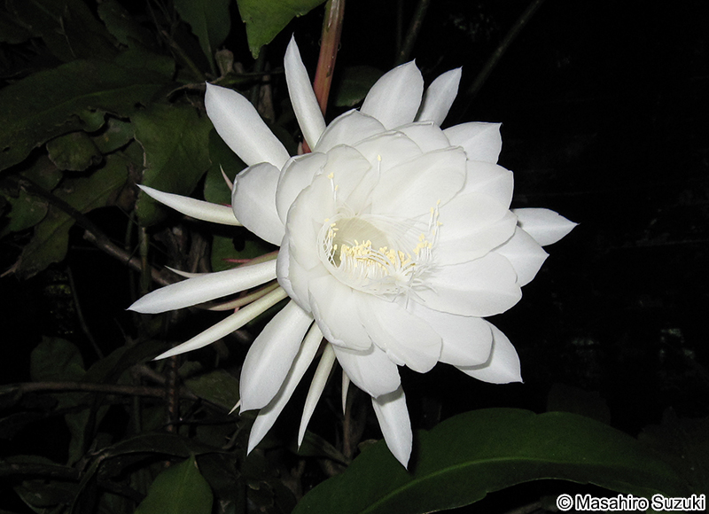 ゲッカビジン Epiphyllum oxypetalum