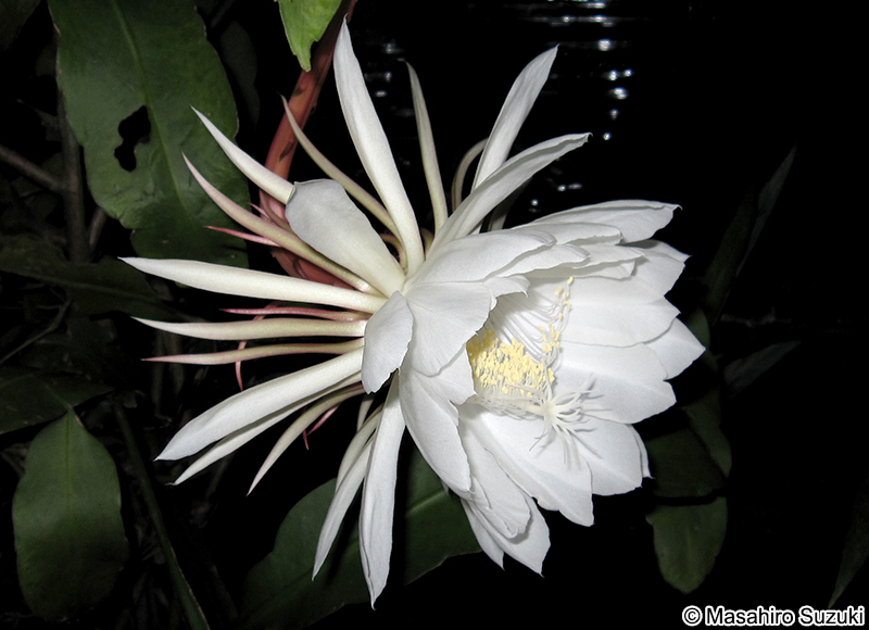 ゲッカビジン Epiphyllum oxypetalum