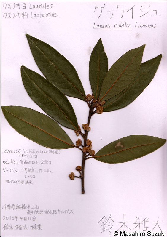 ゲッケイジュの押し葉標本