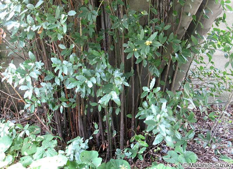 ゲッケイジュ Laurus nobilis