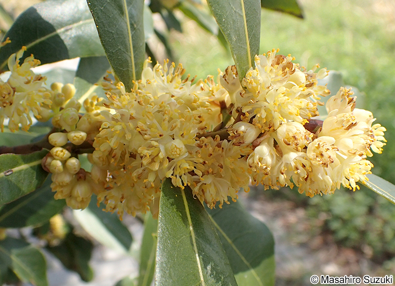 ゲッケイジュ Laurus nobilis